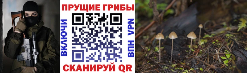 блэк спрут   Юрьевец  Галлюциногенные грибы MAGIC MUSHROOMS  купить наркоту 